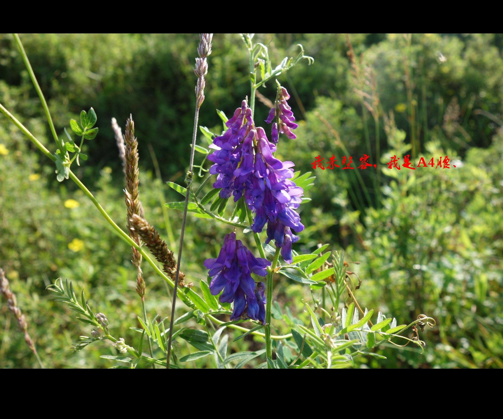 豐寧壩上草原,豐寧京北草原
