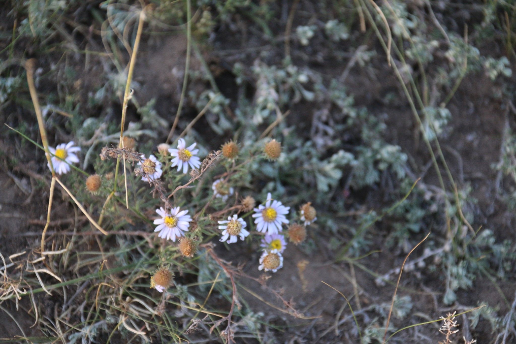 豐寧壩上草原,豐寧京北草原