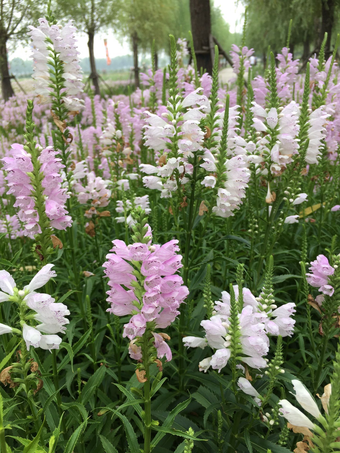 豐寧壩上草原,豐寧京北草原