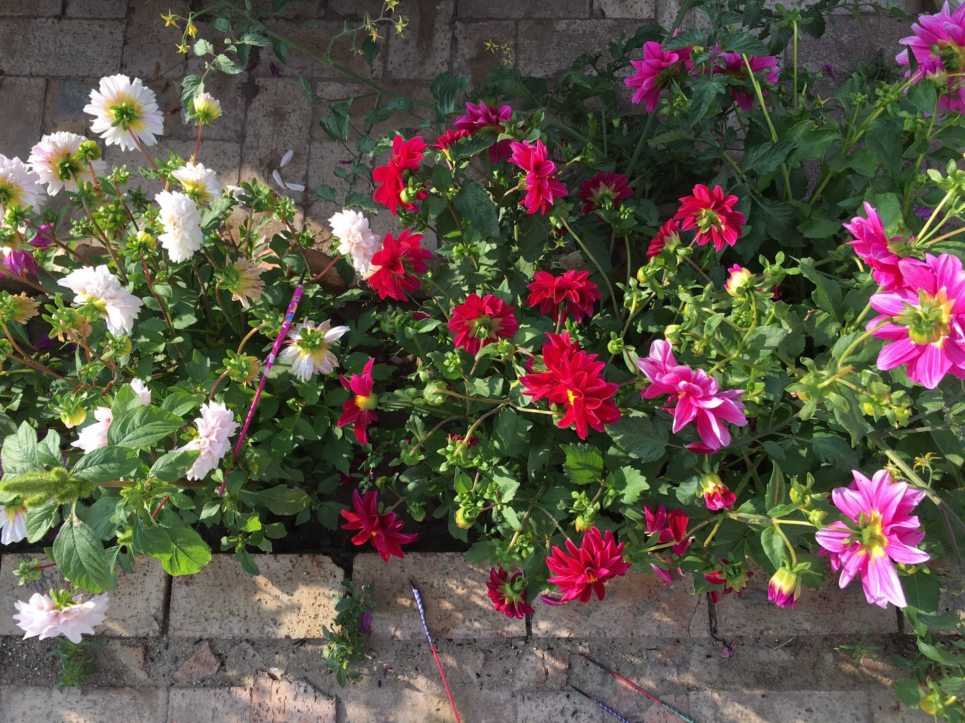 豐寧壩上草原,豐寧京北草原