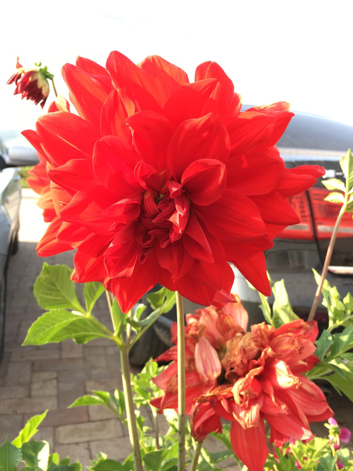 豐寧壩上草原,豐寧京北草原