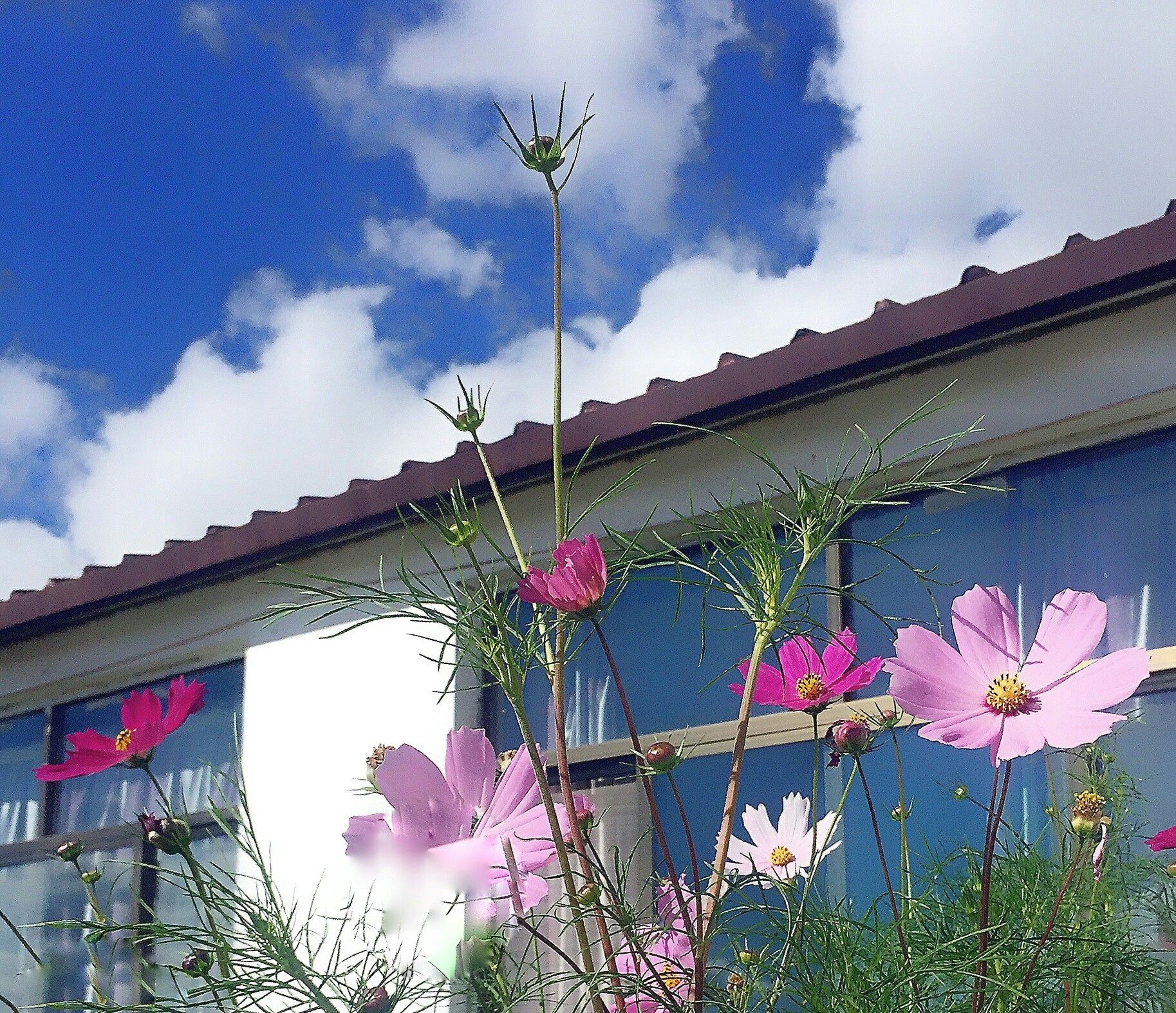 豐寧壩上草原,豐寧京北草原