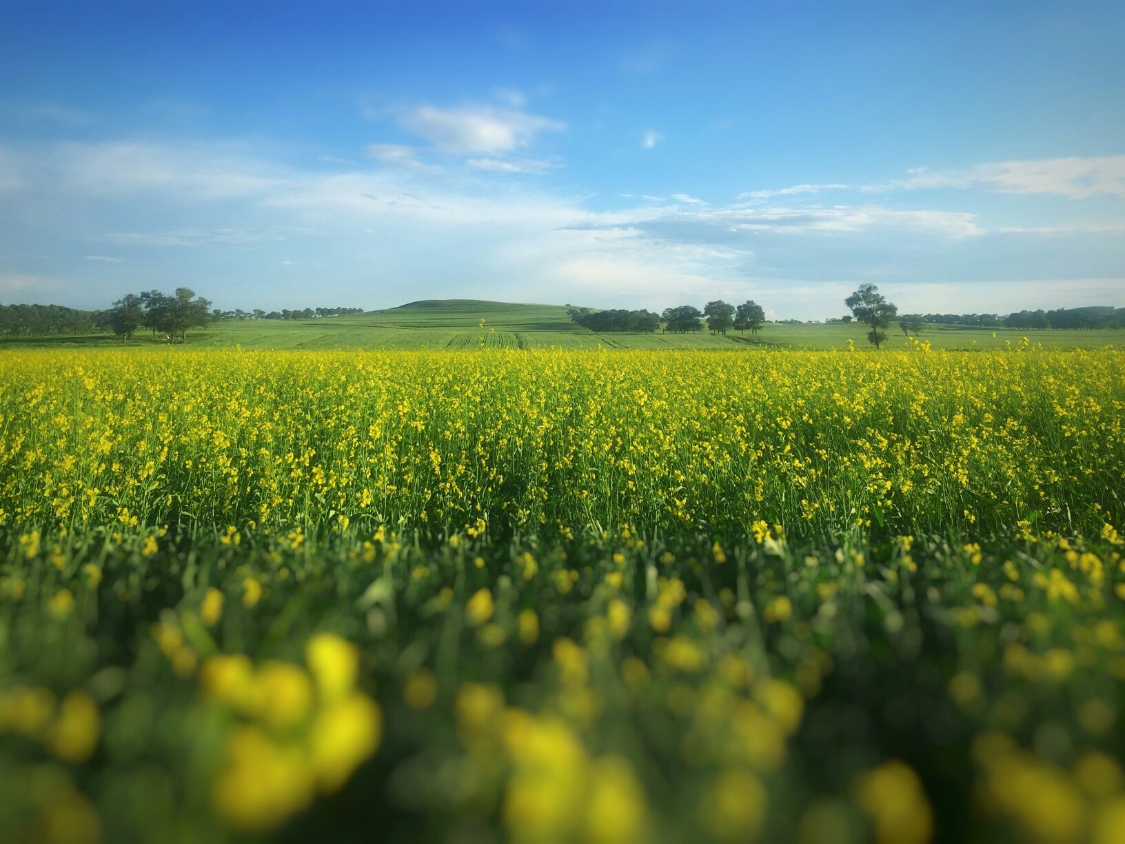 豐寧壩上草原,豐寧京北草原