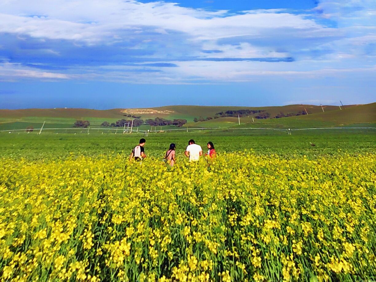 豐寧壩上草原,豐寧京北草原