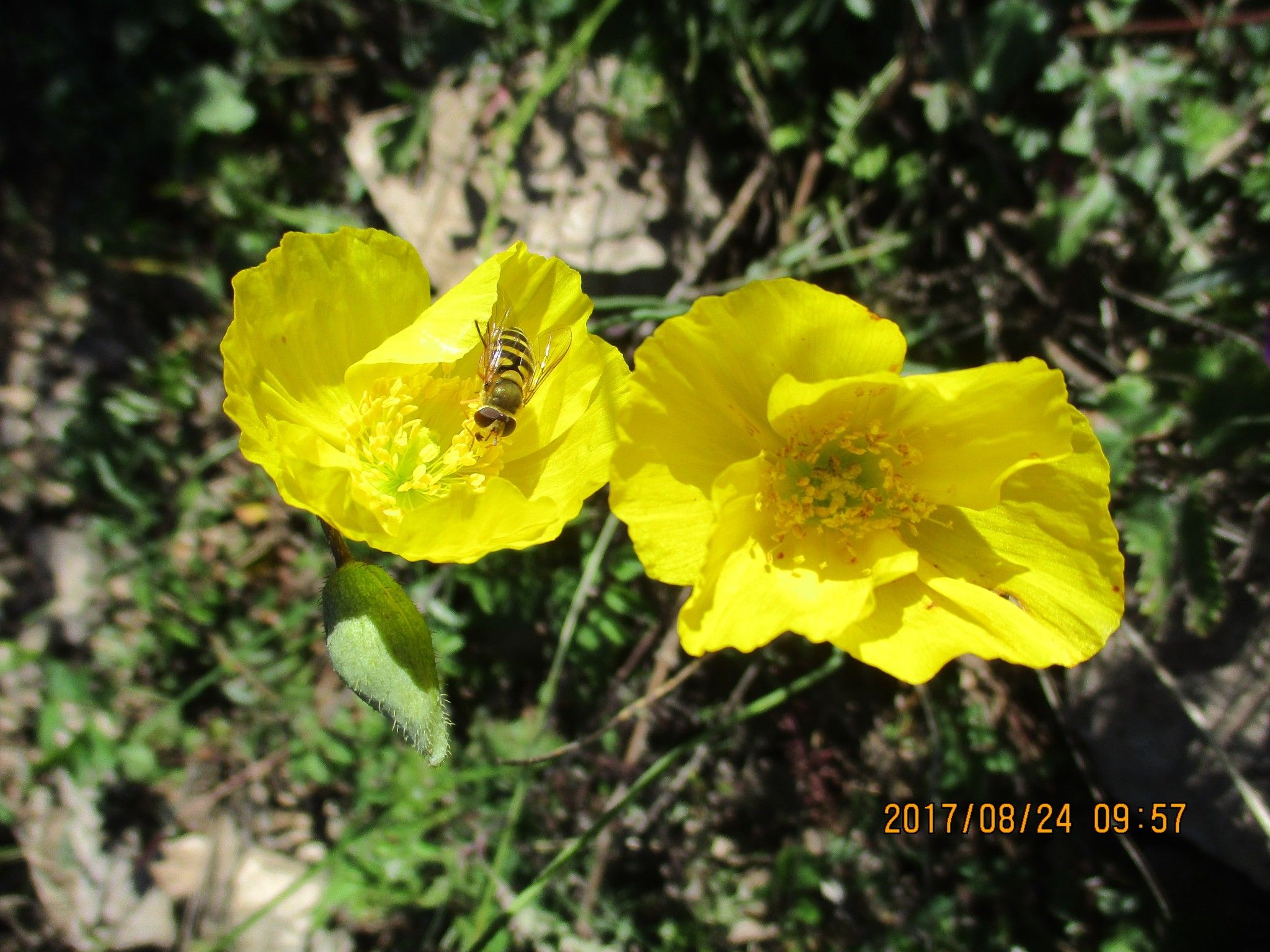 豐寧壩上草原,豐寧京北草原