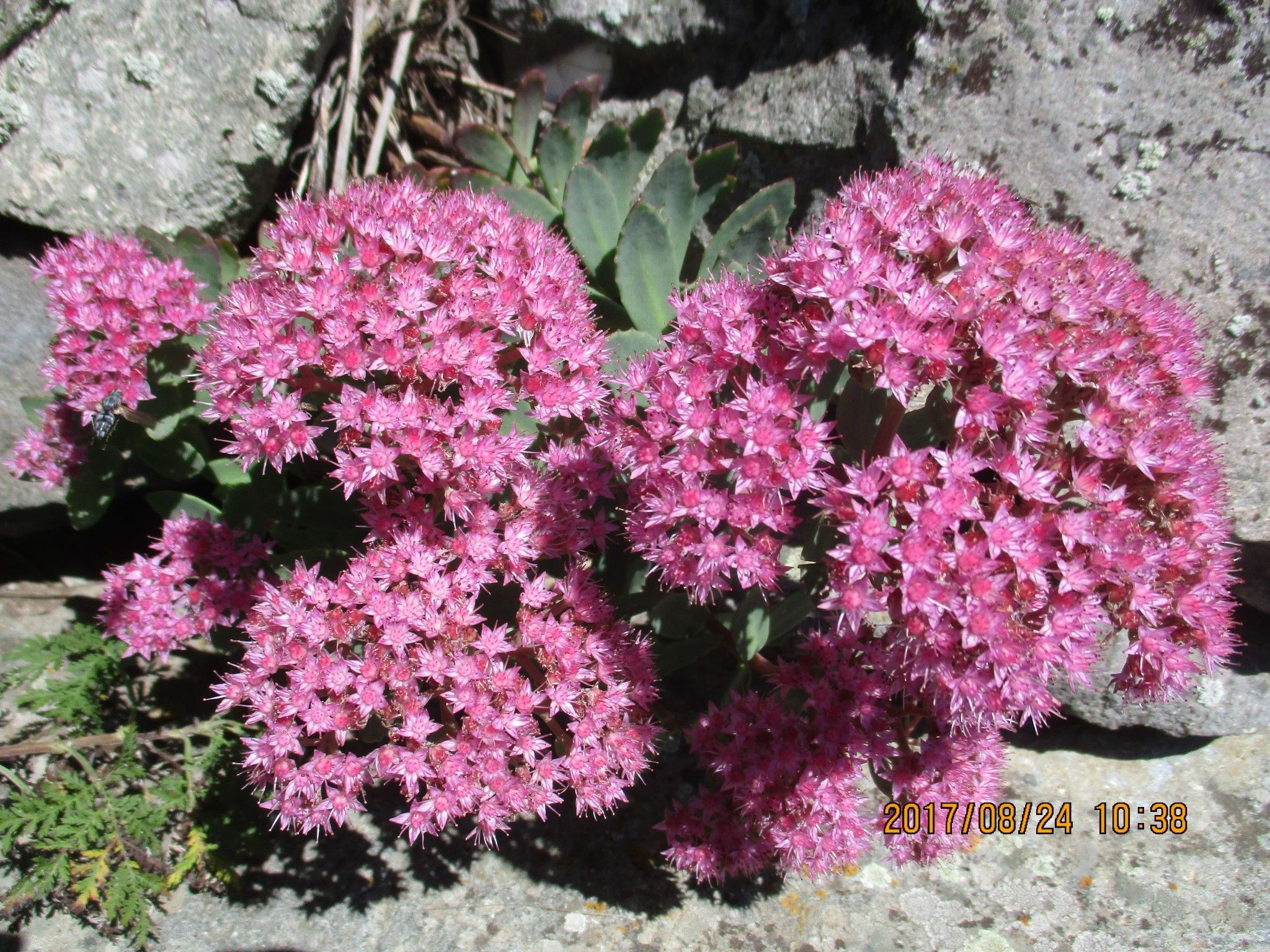 豐寧壩上草原,豐寧京北草原