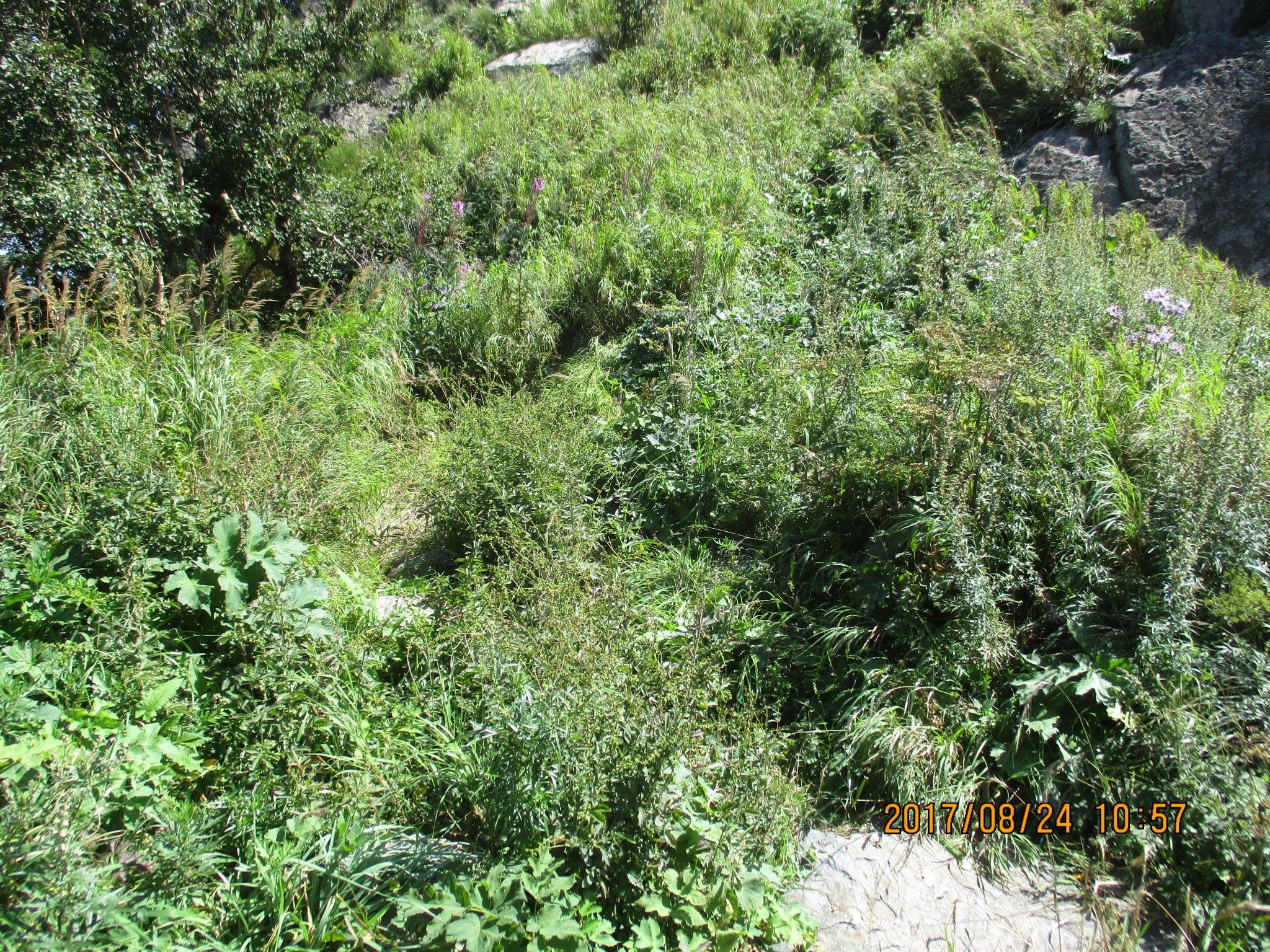 豐寧壩上草原,豐寧京北草原