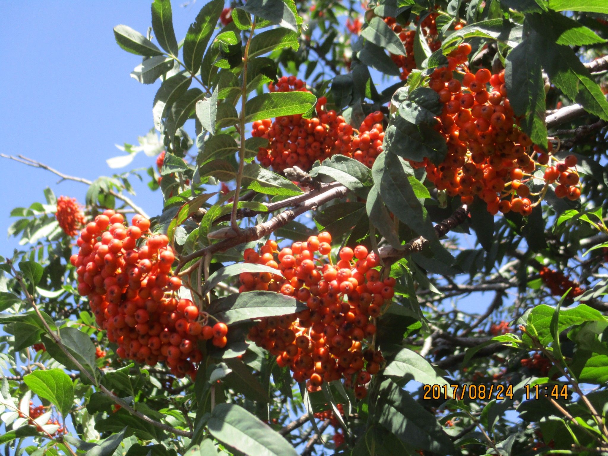 豐寧壩上草原,豐寧京北草原