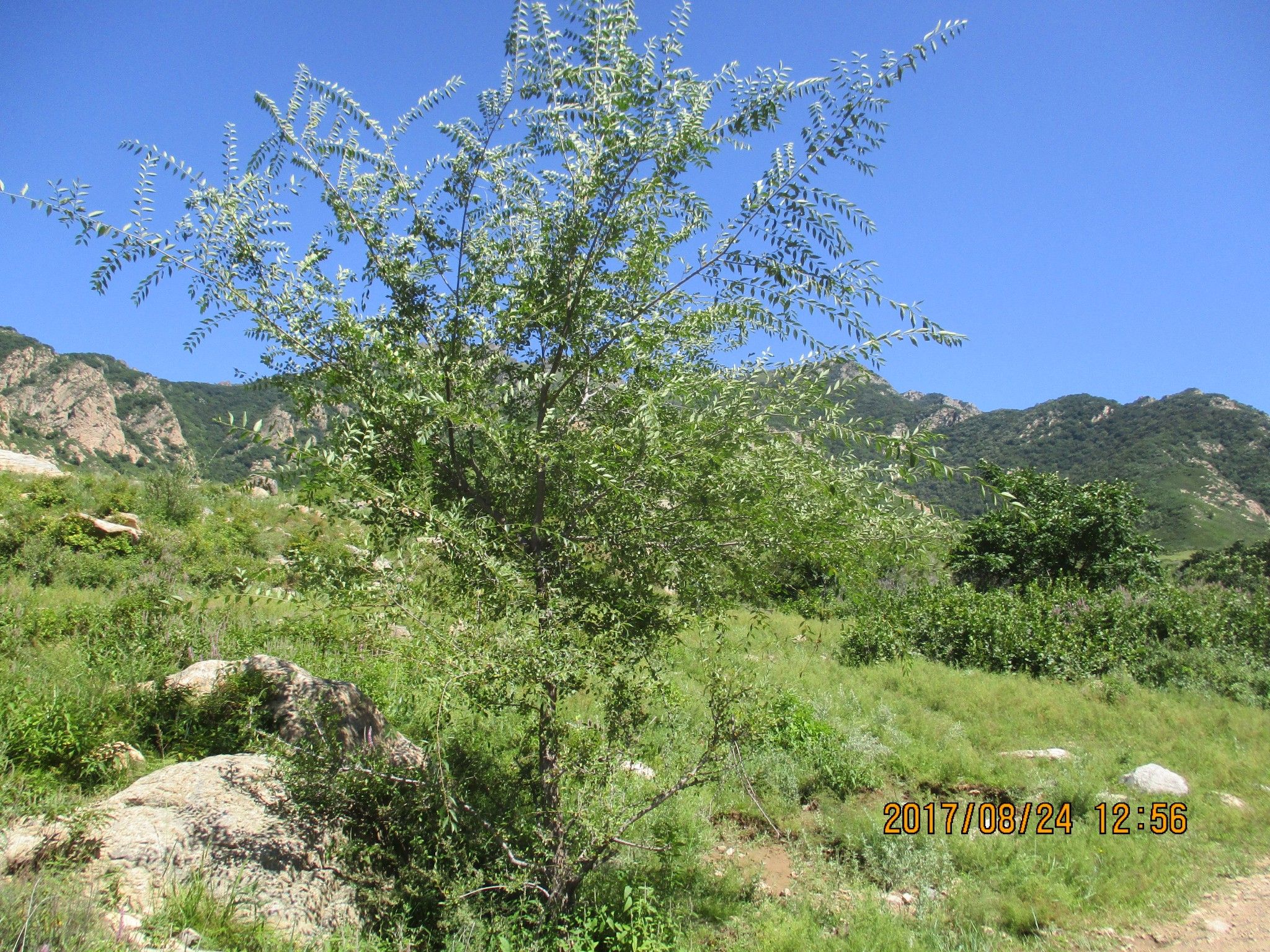 豐寧壩上草原,豐寧京北草原