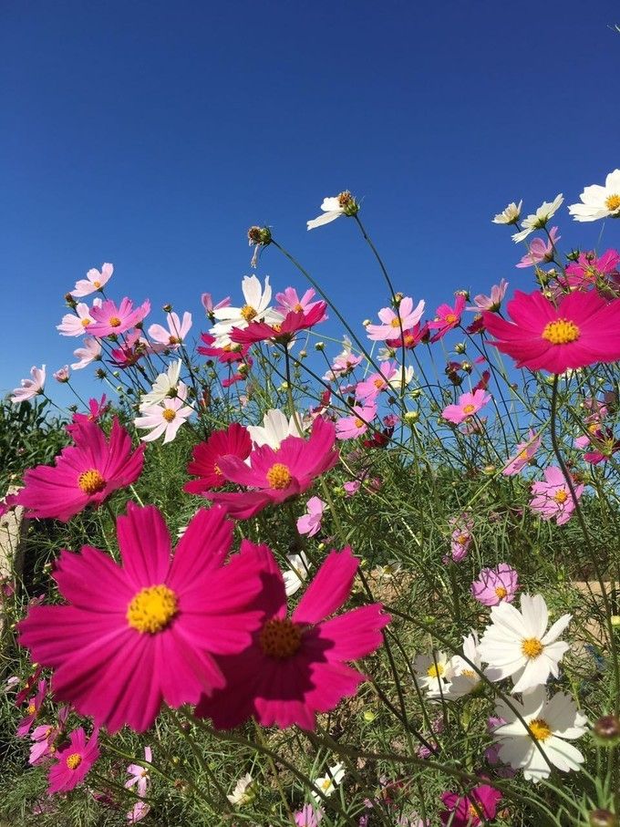 豐寧壩上草原,豐寧京北草原