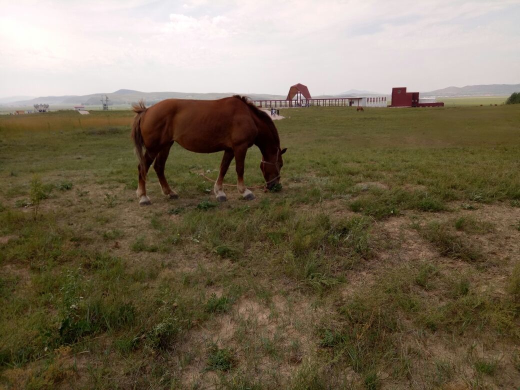 豐寧壩上草原,豐寧京北草原