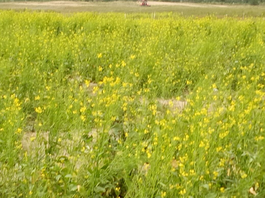 豐寧壩上草原,豐寧京北草原