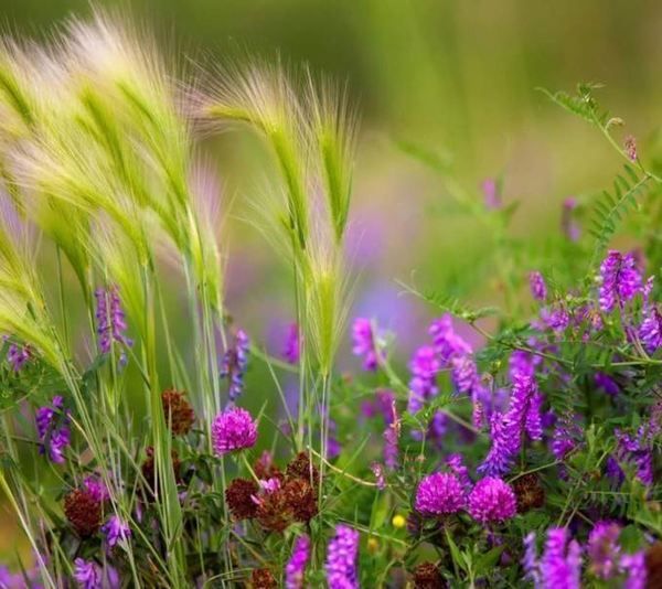 豐寧壩上草原,豐寧京北草原