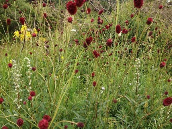 豐寧壩上草原,豐寧京北草原