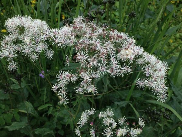 豐寧壩上草原,豐寧京北草原