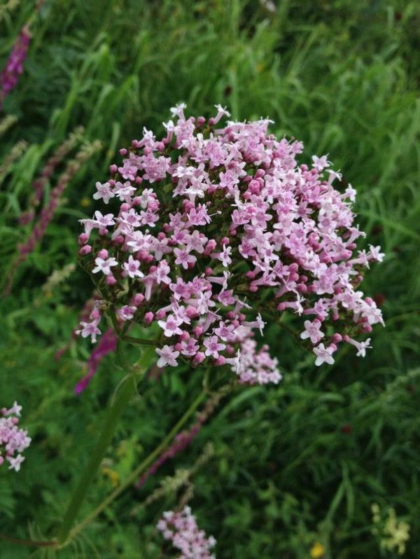 豐寧壩上草原,豐寧京北草原