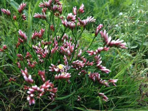 豐寧壩上草原,豐寧京北草原