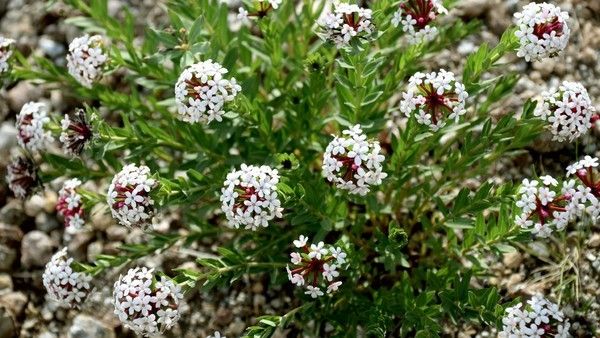 豐寧壩上草原,豐寧京北草原