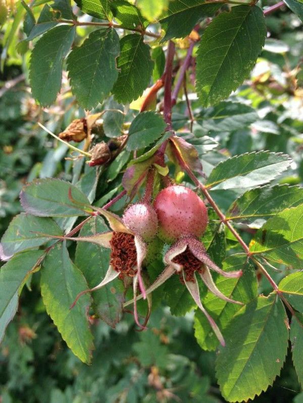 豐寧壩上草原,豐寧京北草原