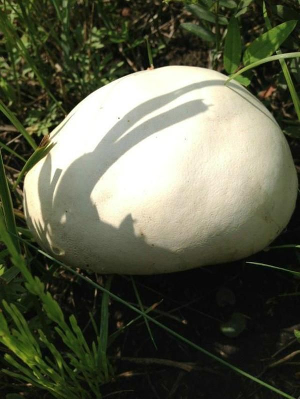 豐寧壩上草原,豐寧京北草原