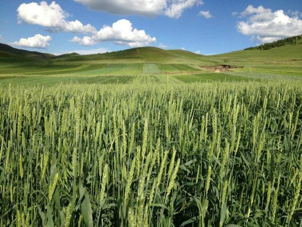 豐寧壩上草原,豐寧京北草原