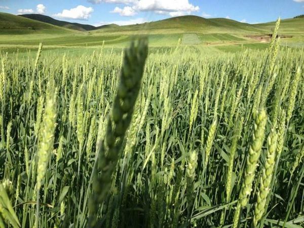 豐寧壩上草原,豐寧京北草原