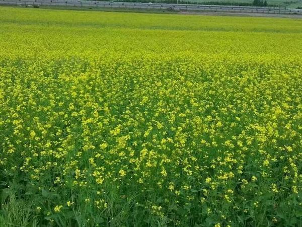 豐寧壩上草原,豐寧京北草原