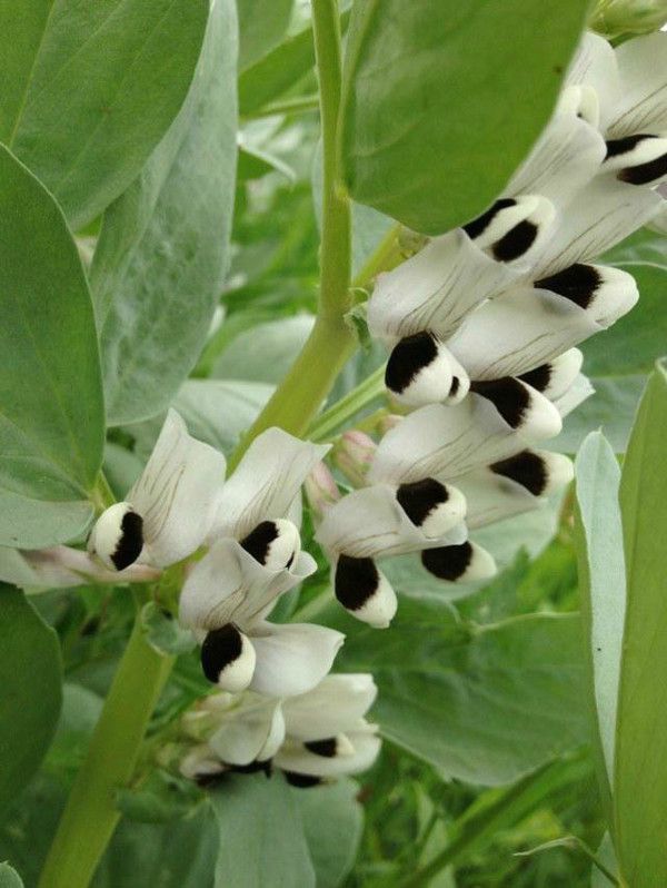 豐寧壩上草原,豐寧京北草原
