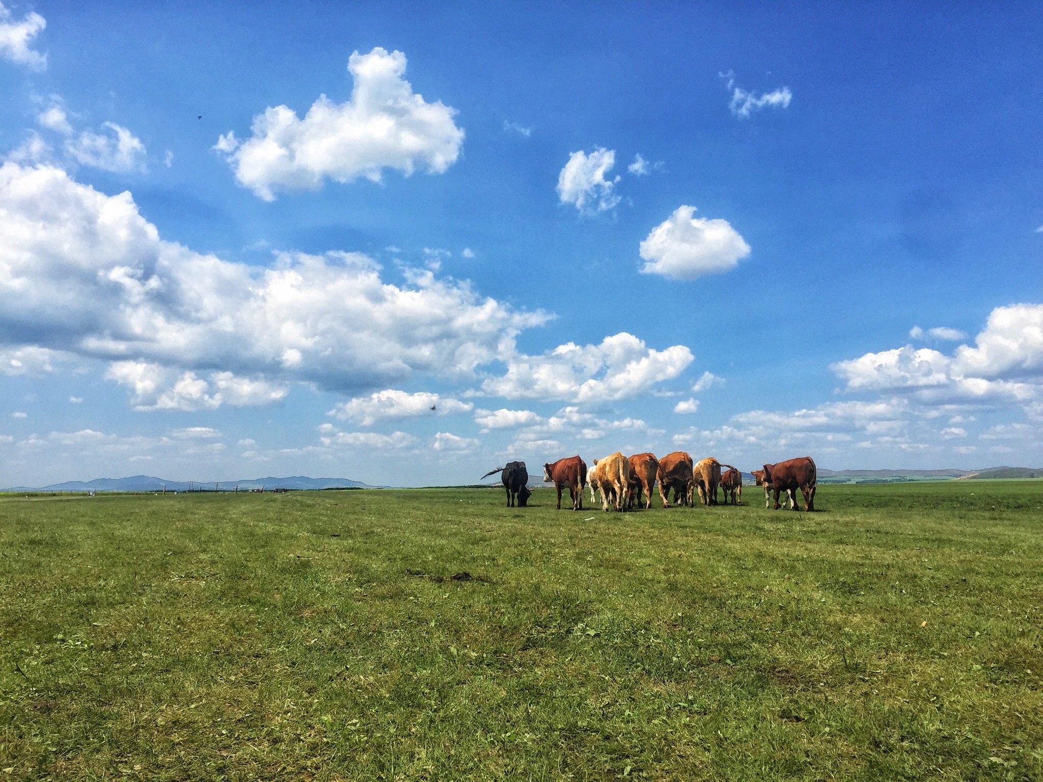 豐寧壩上草原,豐寧京北草原