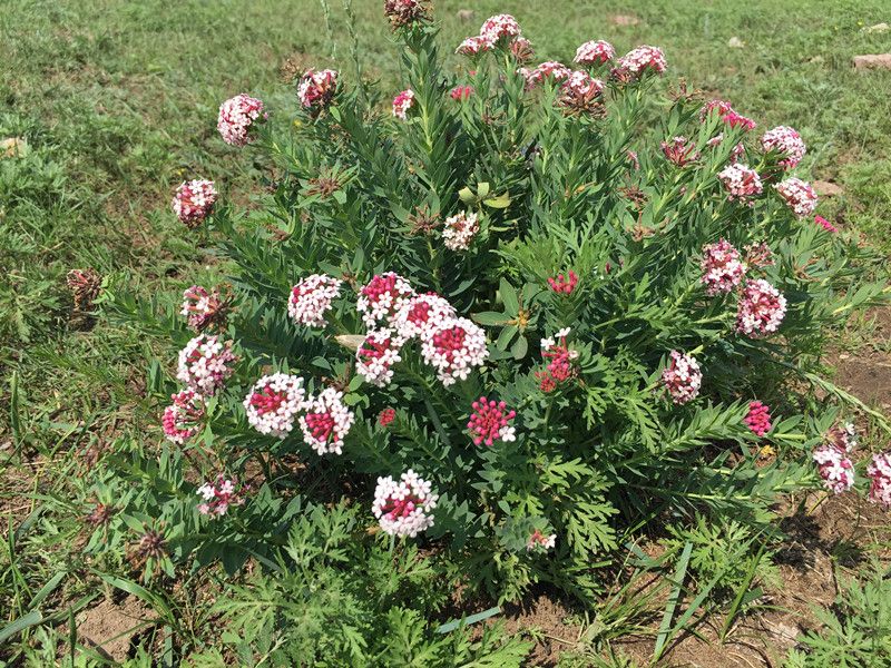 豐寧壩上草原,豐寧京北草原