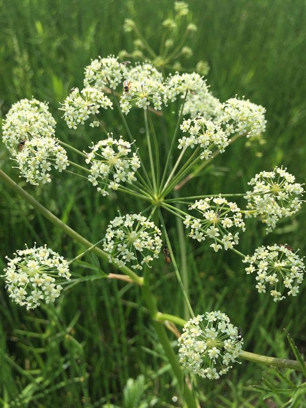 豐寧壩上草原,豐寧京北草原