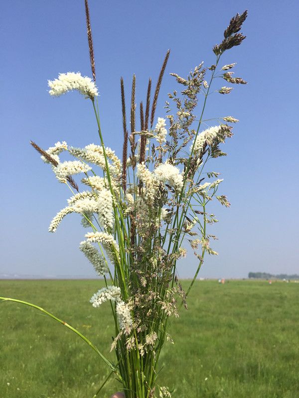 豐寧壩上草原,豐寧京北草原