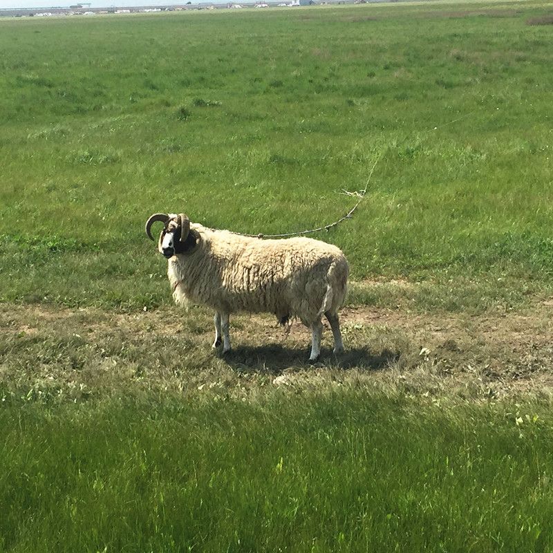 豐寧壩上草原,豐寧京北草原