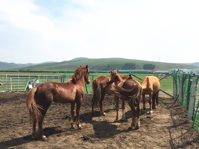 豐寧壩上草原,豐寧京北草原