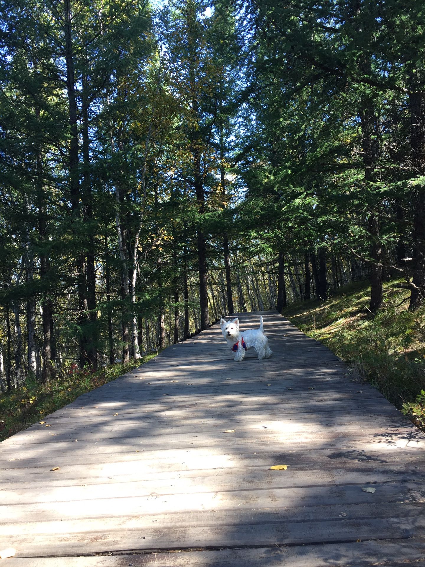 豐寧壩上草原,豐寧京北草原