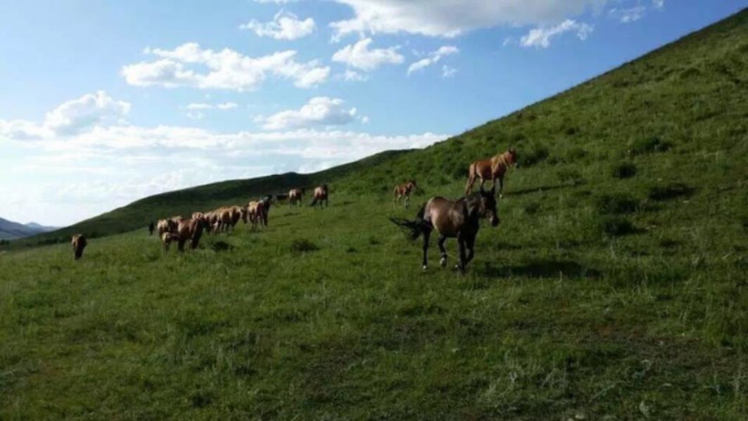 豐寧壩上草原,豐寧京北草原
