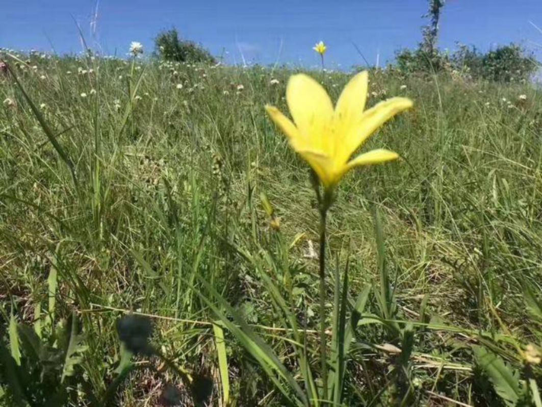 豐寧壩上草原,豐寧京北草原
