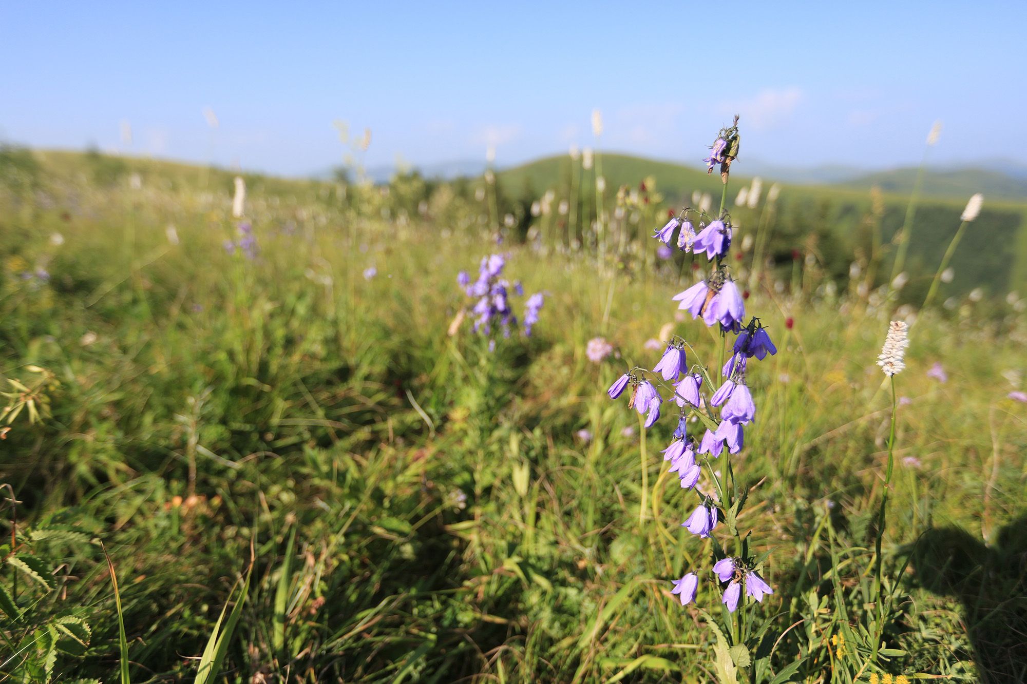 豐寧壩上草原,豐寧京北草原