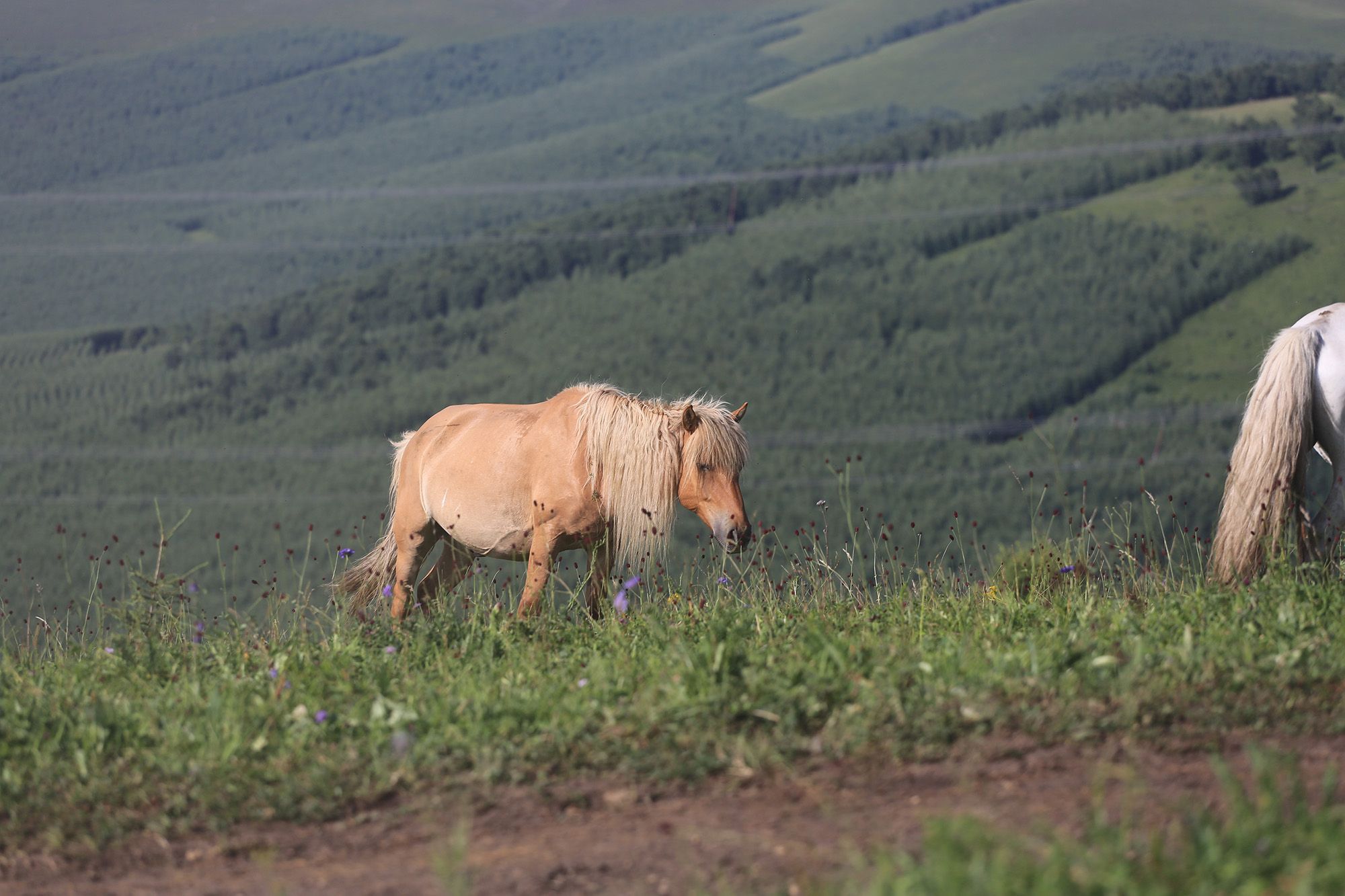 豐寧壩上草原,豐寧京北草原