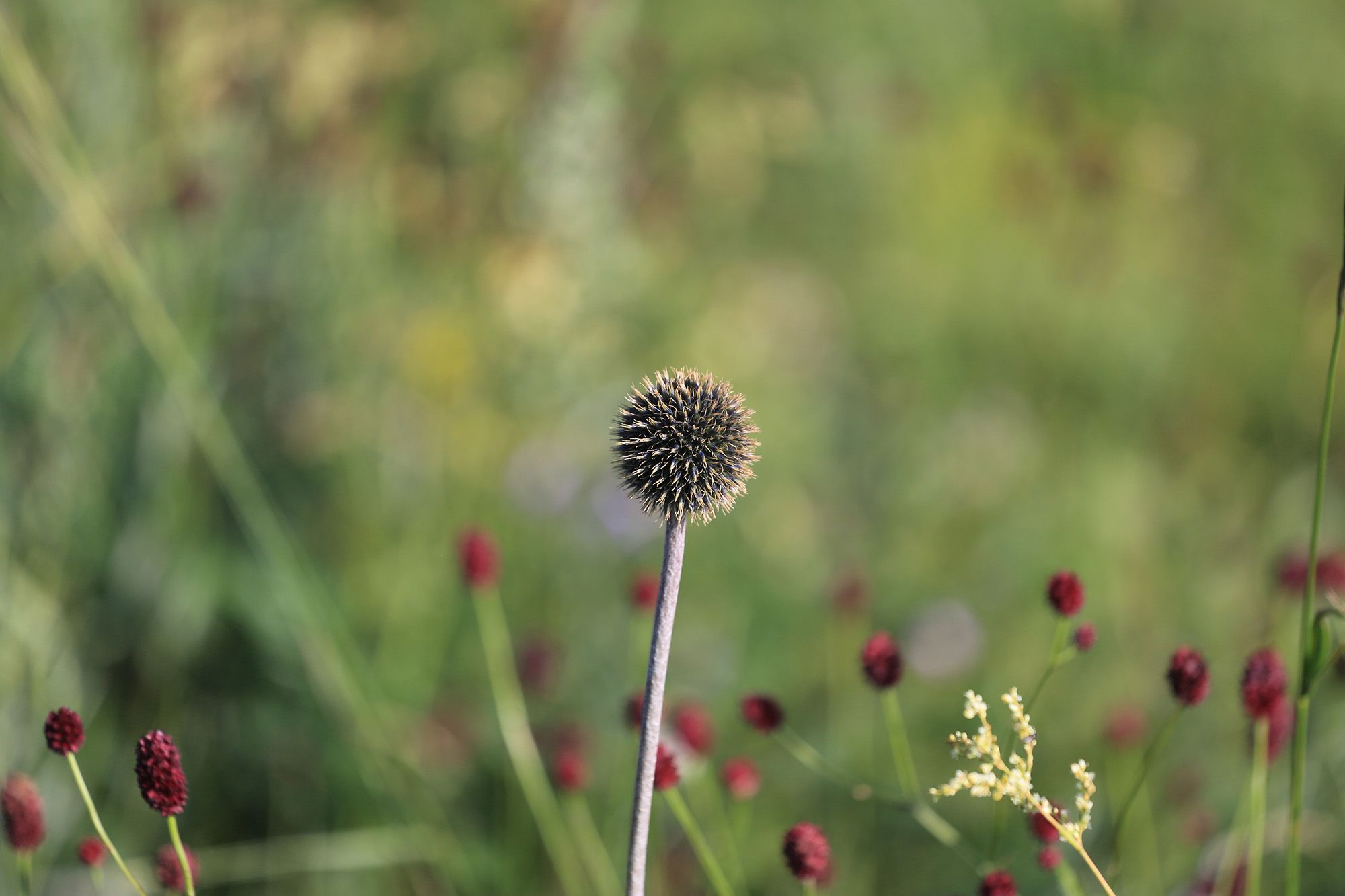 豐寧壩上草原,豐寧京北草原