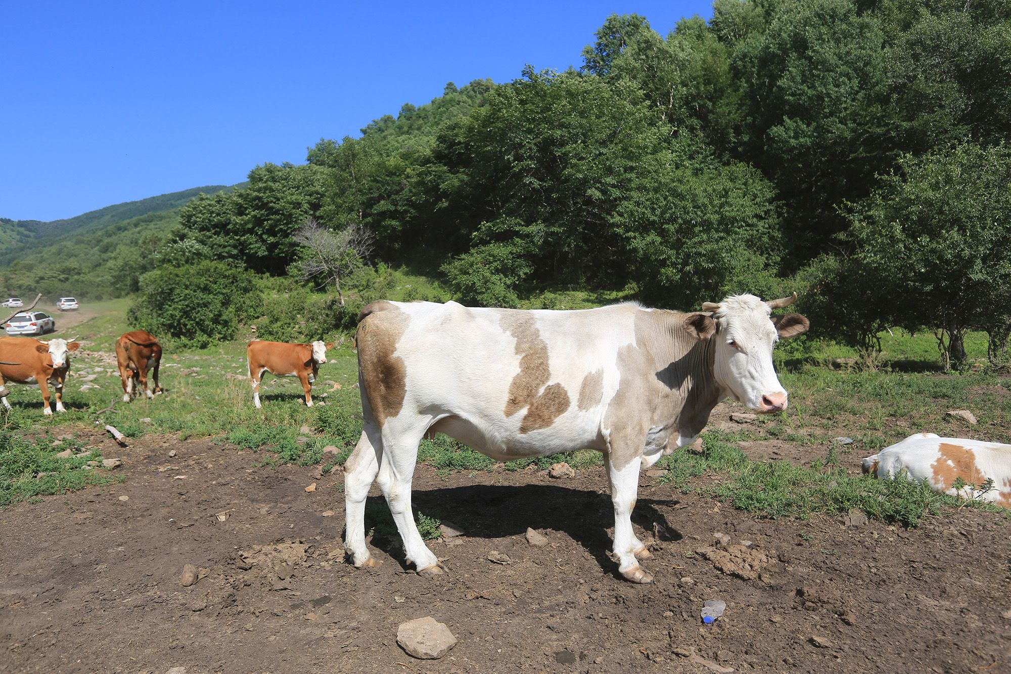 豐寧壩上草原,豐寧京北草原