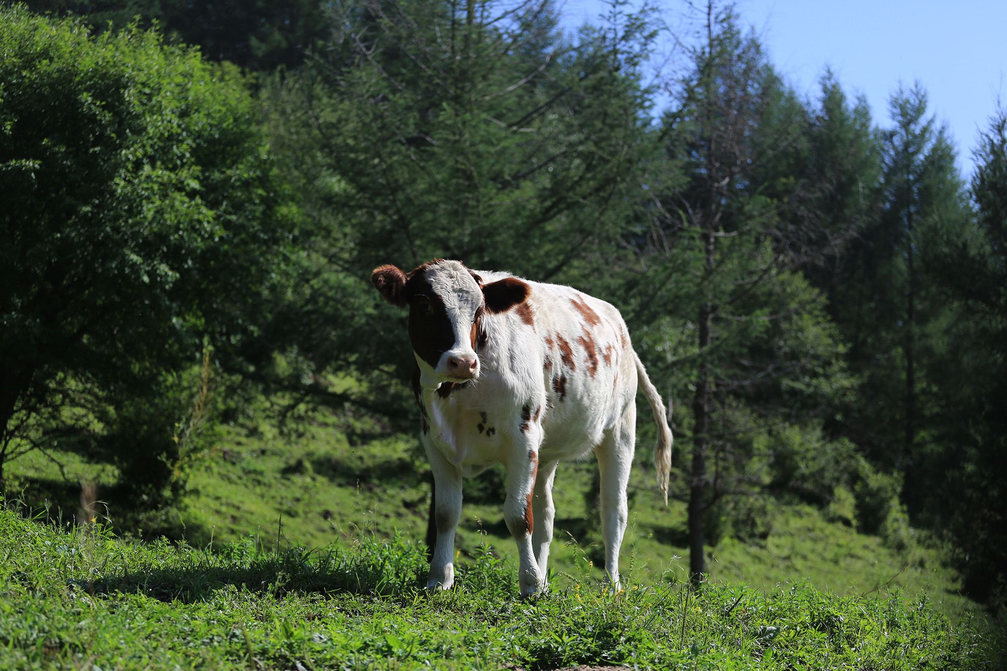 豐寧壩上草原,豐寧京北草原