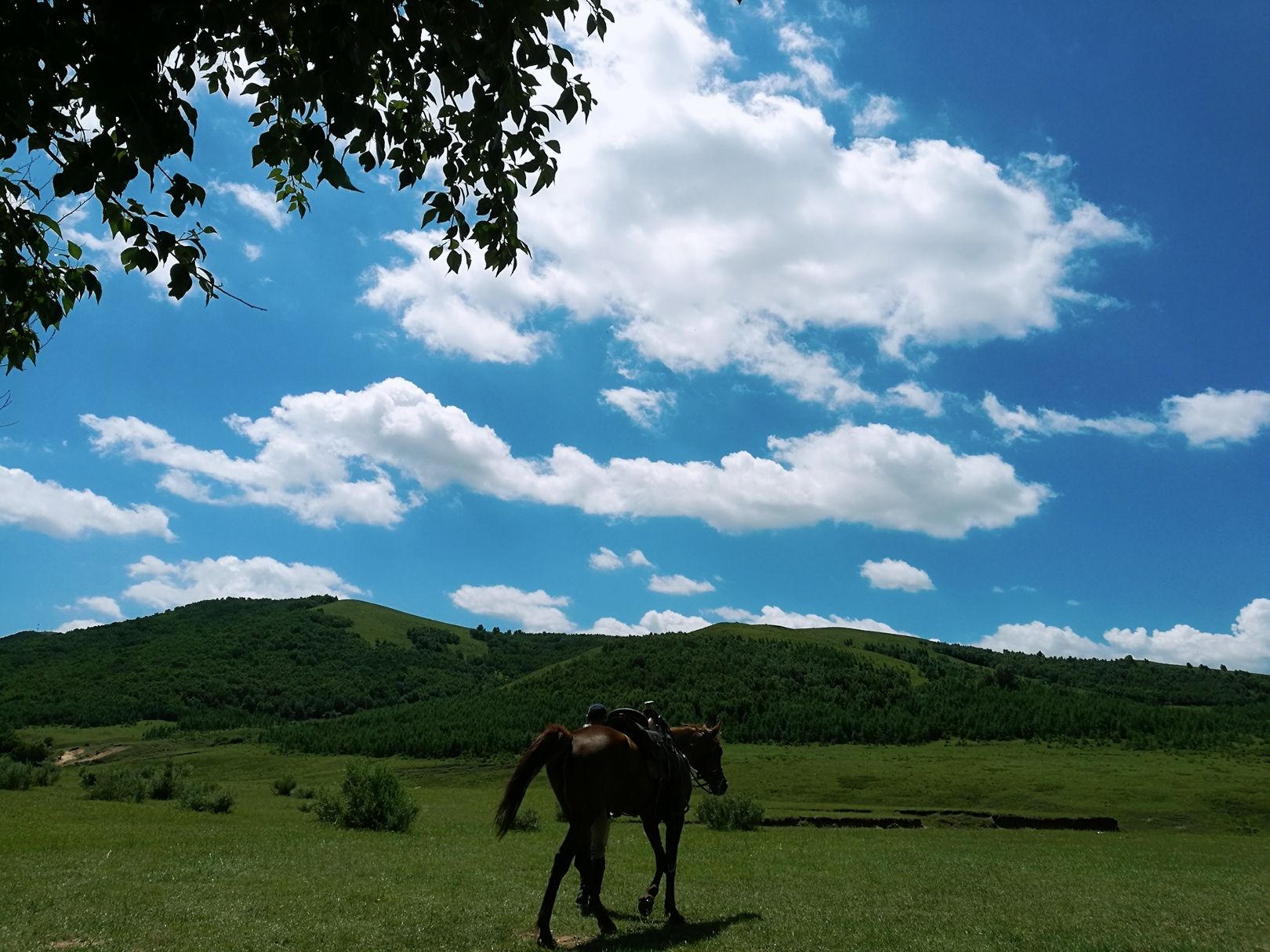 豐寧壩上草原,豐寧京北草原