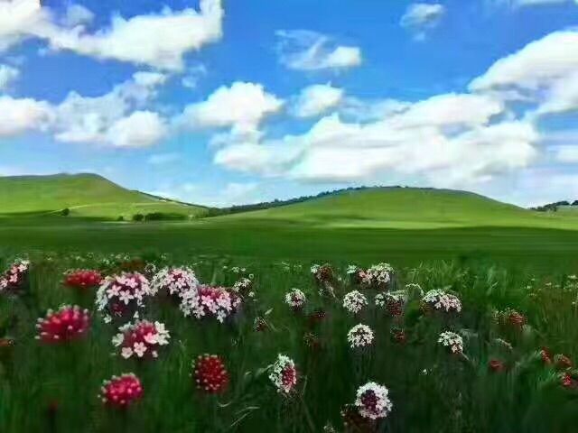 豐寧壩上草原,豐寧京北草原