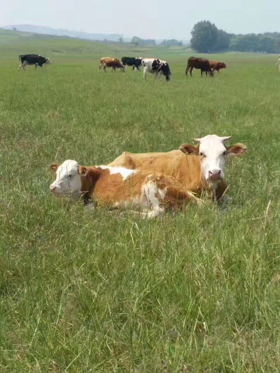 豐寧壩上草原,豐寧京北草原