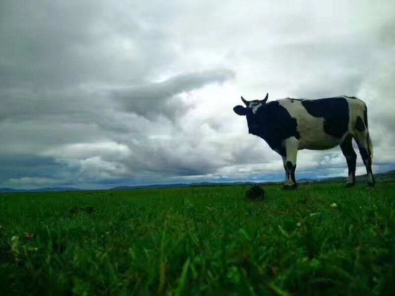 豐寧壩上草原,豐寧京北草原