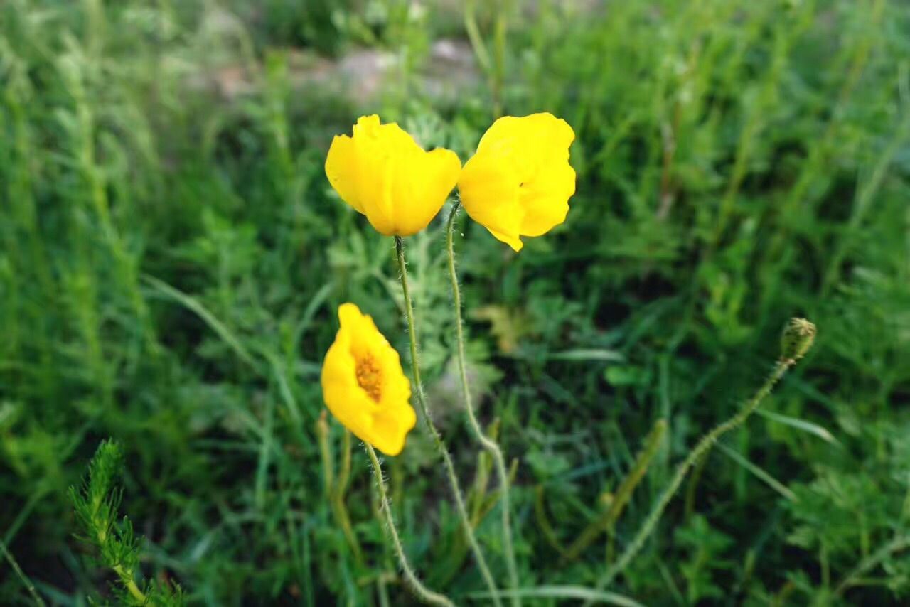 豐寧壩上草原,豐寧京北草原
