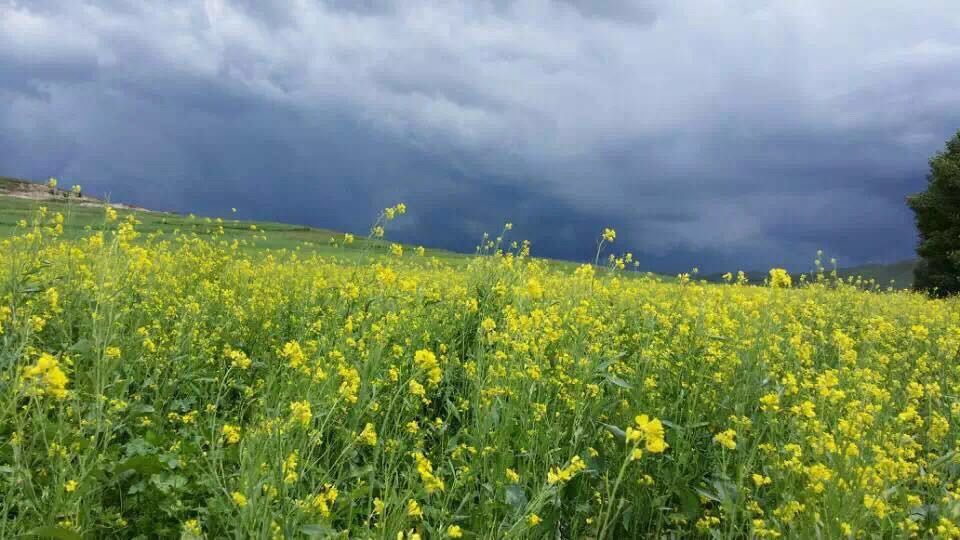 豐寧壩上草原,豐寧京北草原