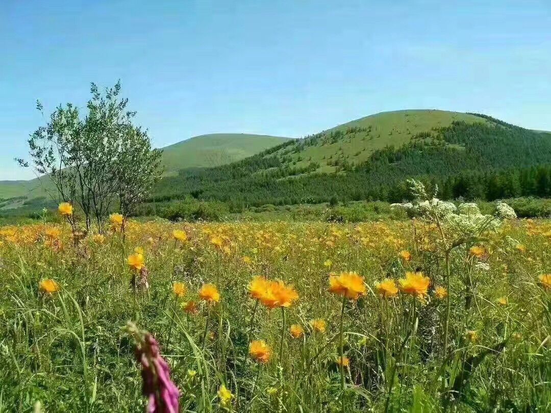 豐寧壩上草原,豐寧京北草原