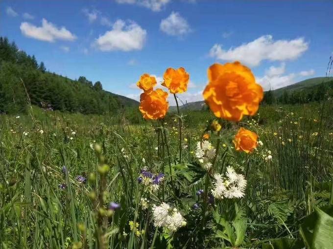 豐寧壩上草原,豐寧京北草原